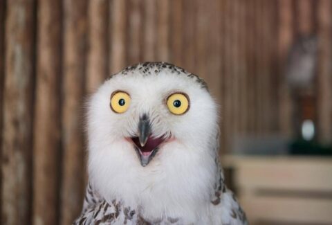 Koçlukta Serendipity